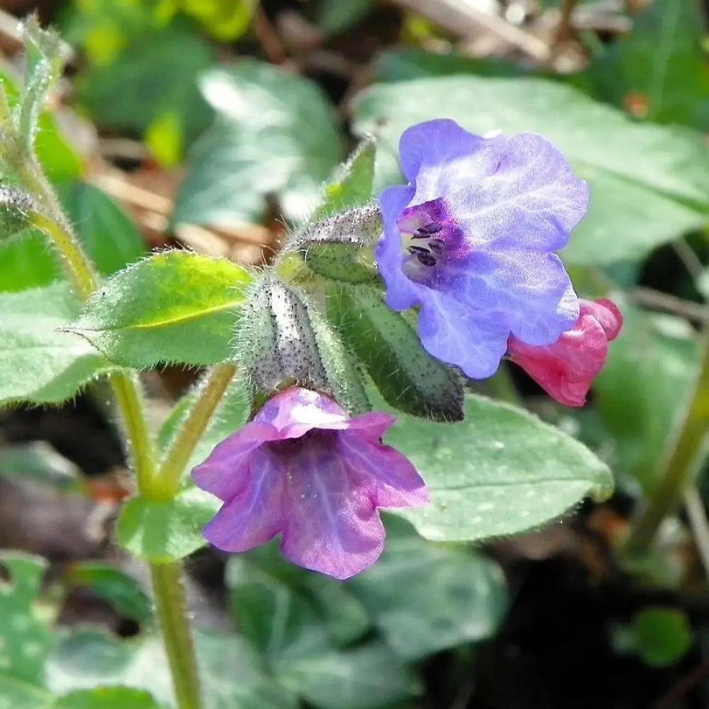 Raspberry Splash Lungwort 1 GALLON Perennial