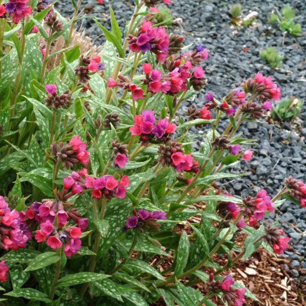 Raspberry Splash Lungwort 1 GALLON Perennial