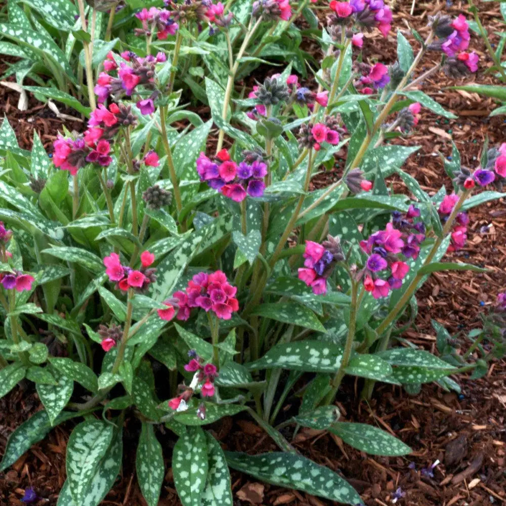 Raspberry Splash Lungwort 1 GALLON Perennial