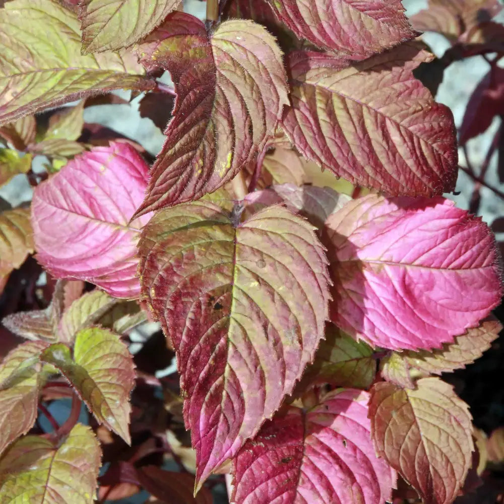Raspberry Wine Bee Balm Perennial