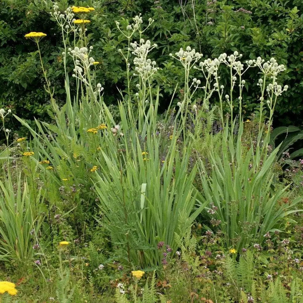 Rattlesnake Master 1 GALLON Perennial