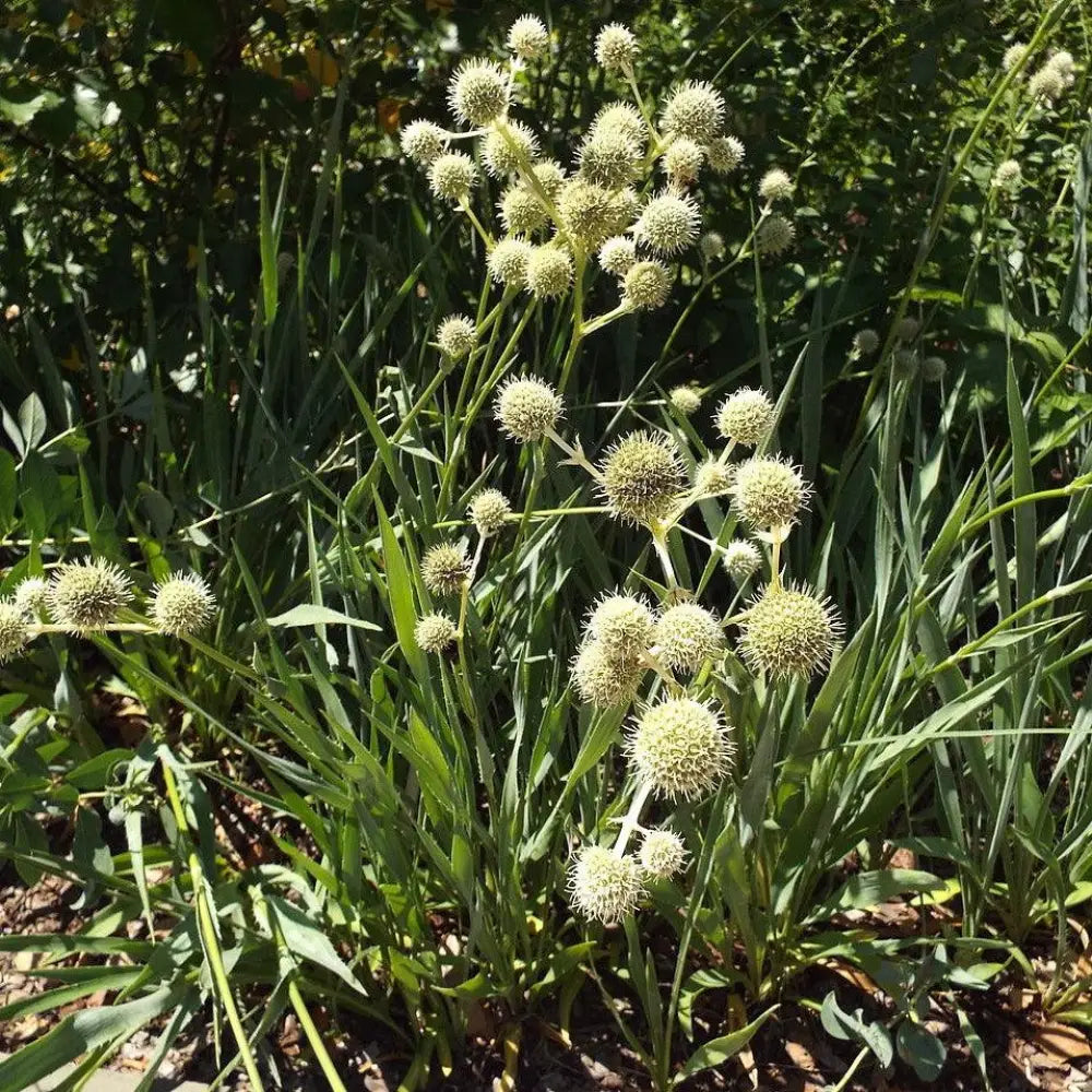 Rattlesnake Master 1 GALLON Perennial