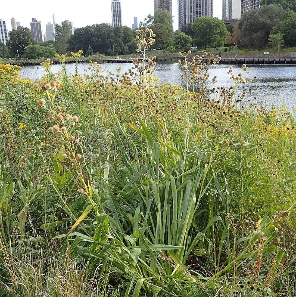 Rattlesnake Master 1 GALLON Perennial