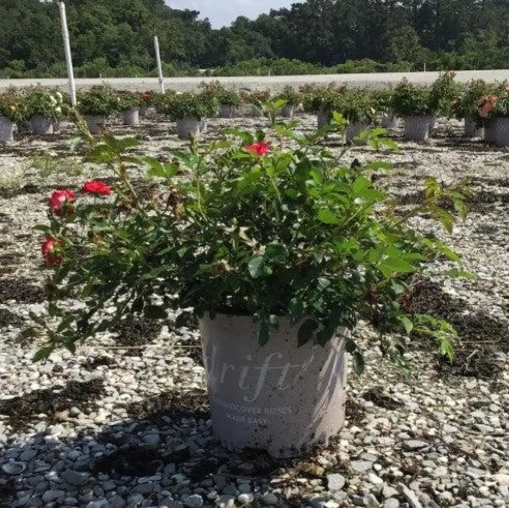 Red Drift® Rose Shrub
