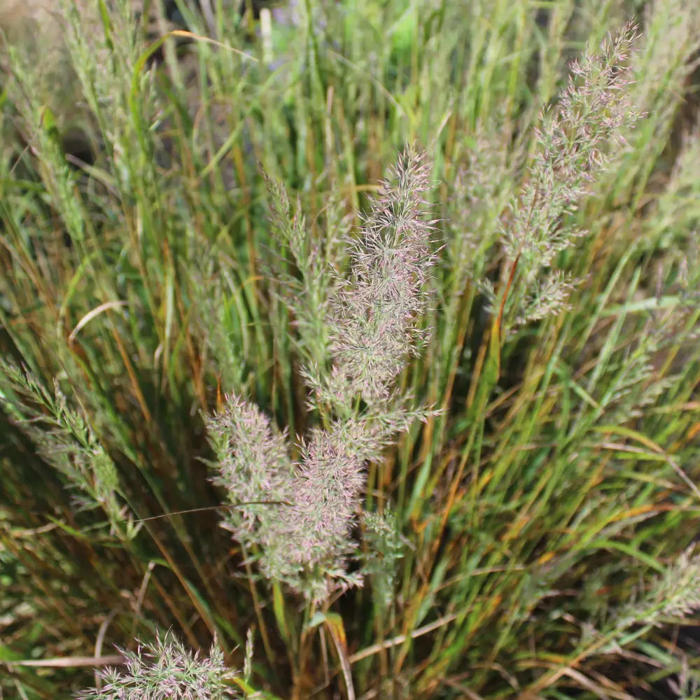 Reed Grass 1 GALLON Ornamental Grass