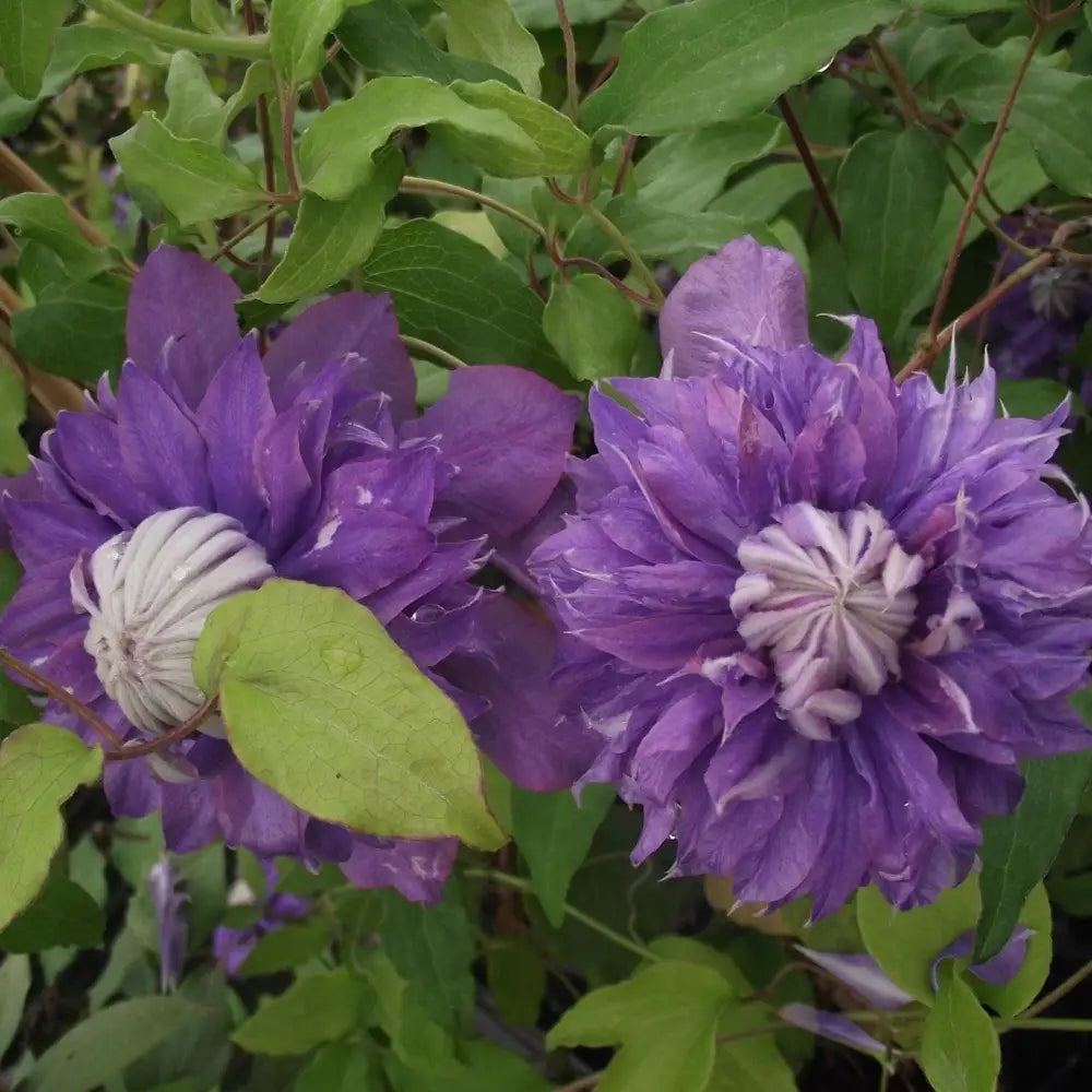 Regal® Diamantina™ Clematis 8’’ POT Vine