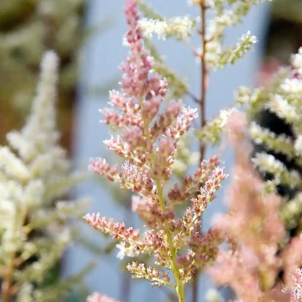 Rheinland Japanese Astilbe Perennial