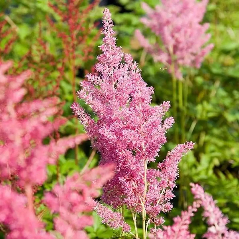 Rheinland Japanese Astilbe Perennial
