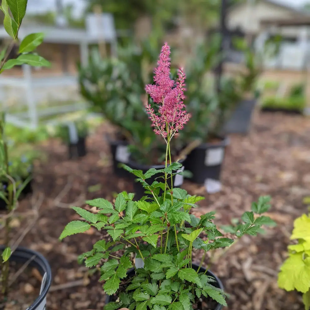 Rheinland Japanese Astilbe Perennial