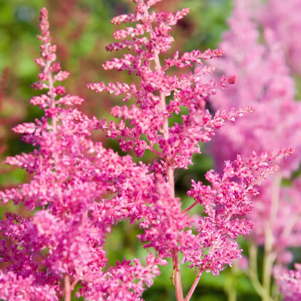 Rheinland Japanese Astilbe Perennial