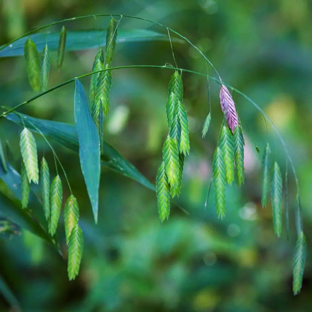 River Oats Inland Sea Oats 1 GALLON Ornamental Grass
