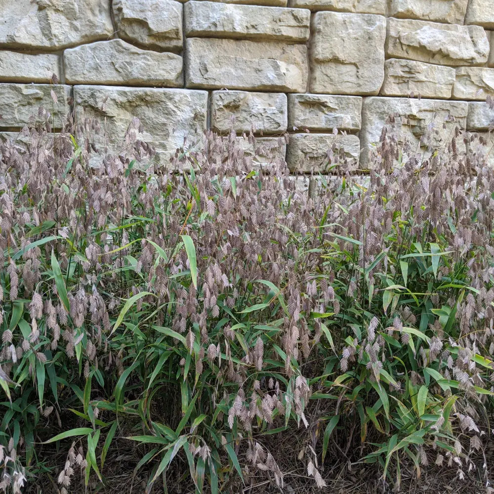 River Oats Inland Sea Oats 1 GALLON Ornamental Grass