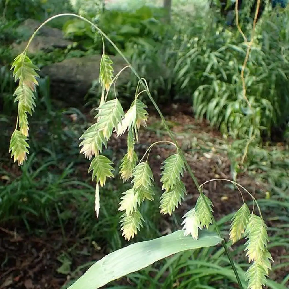 River Oats Inland Sea Oats 1 GALLON Ornamental Grass
