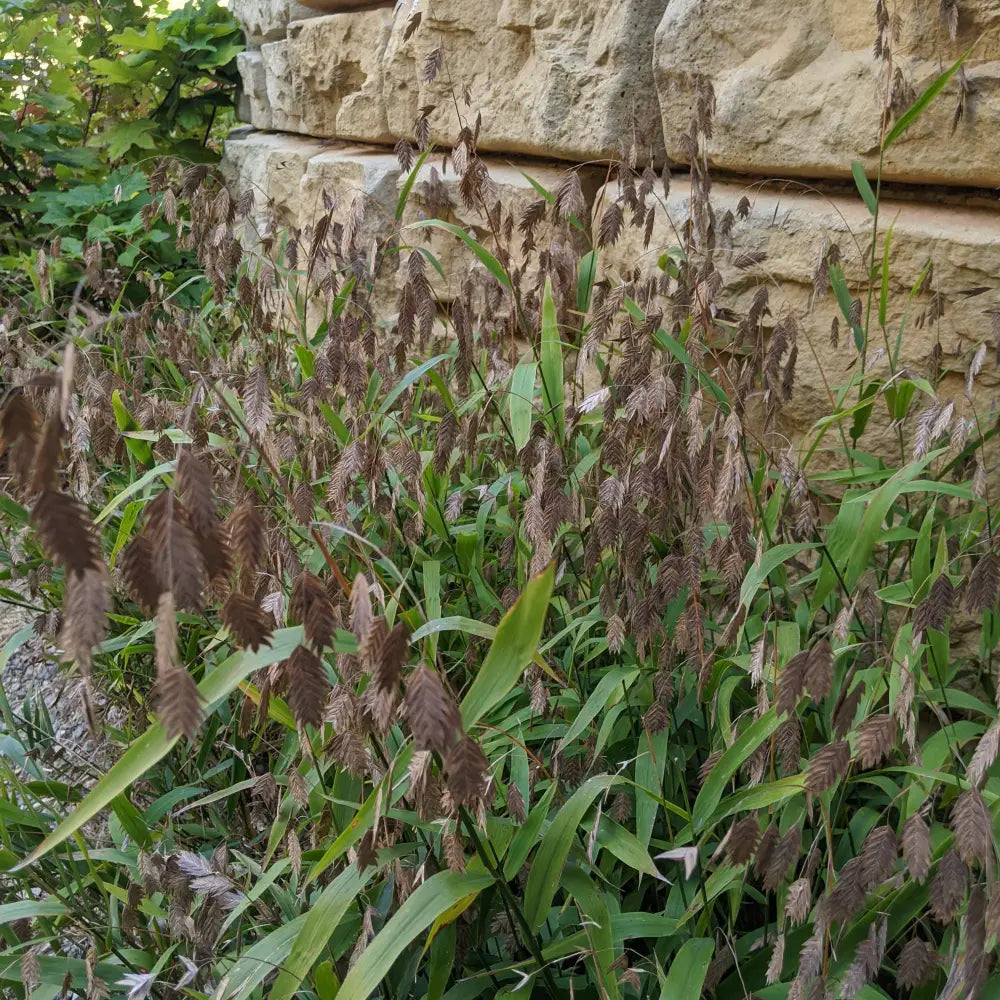 River Oats Inland Sea Oats 1 GALLON Ornamental Grass