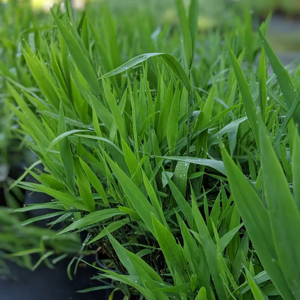 River Oats Inland Sea Oats 1 GALLON Ornamental Grass