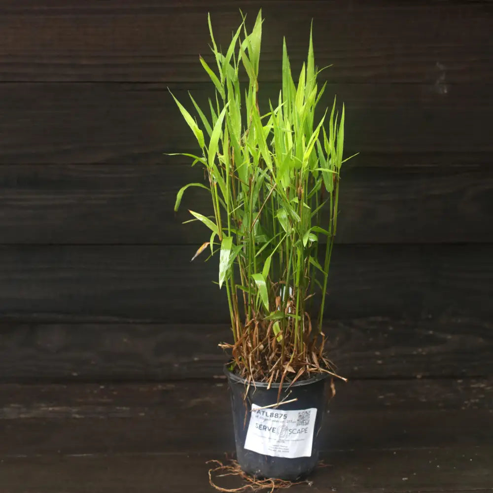 River Oats Inland Sea Oats 1 GALLON Ornamental Grass