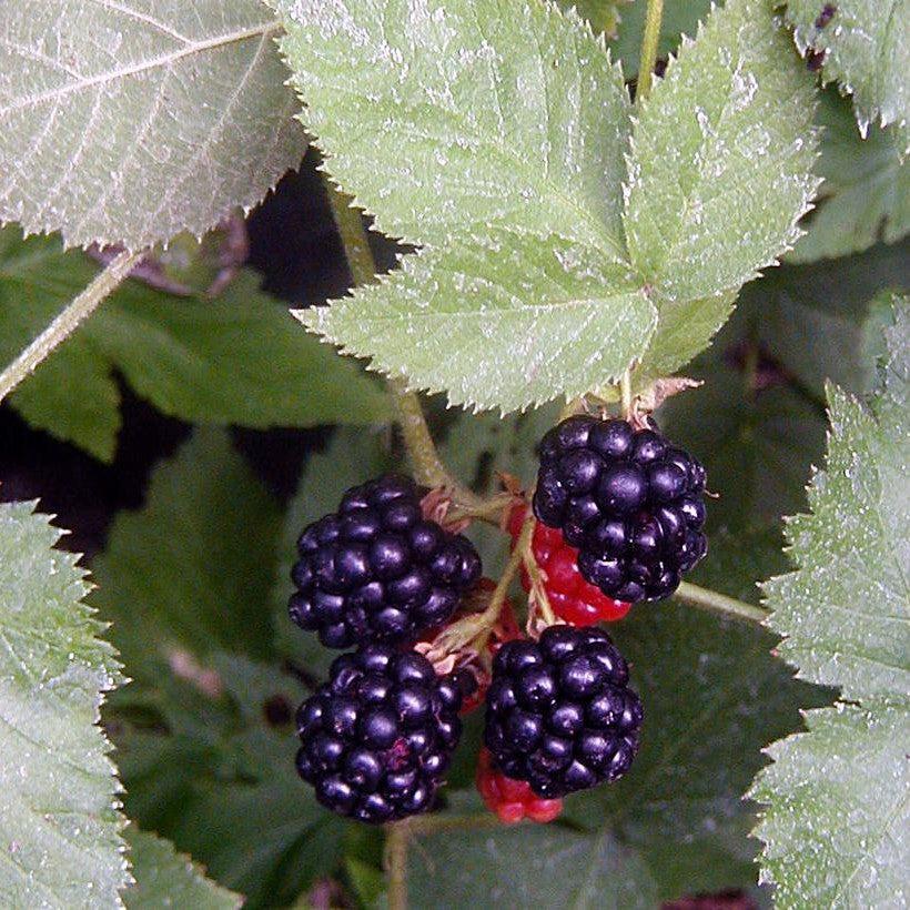 Rubus 'Black Satin' - Black Satin Blackberry