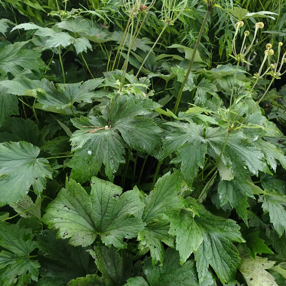 Robustissima Grape Leaf Anemone 1 GALLON Perennial