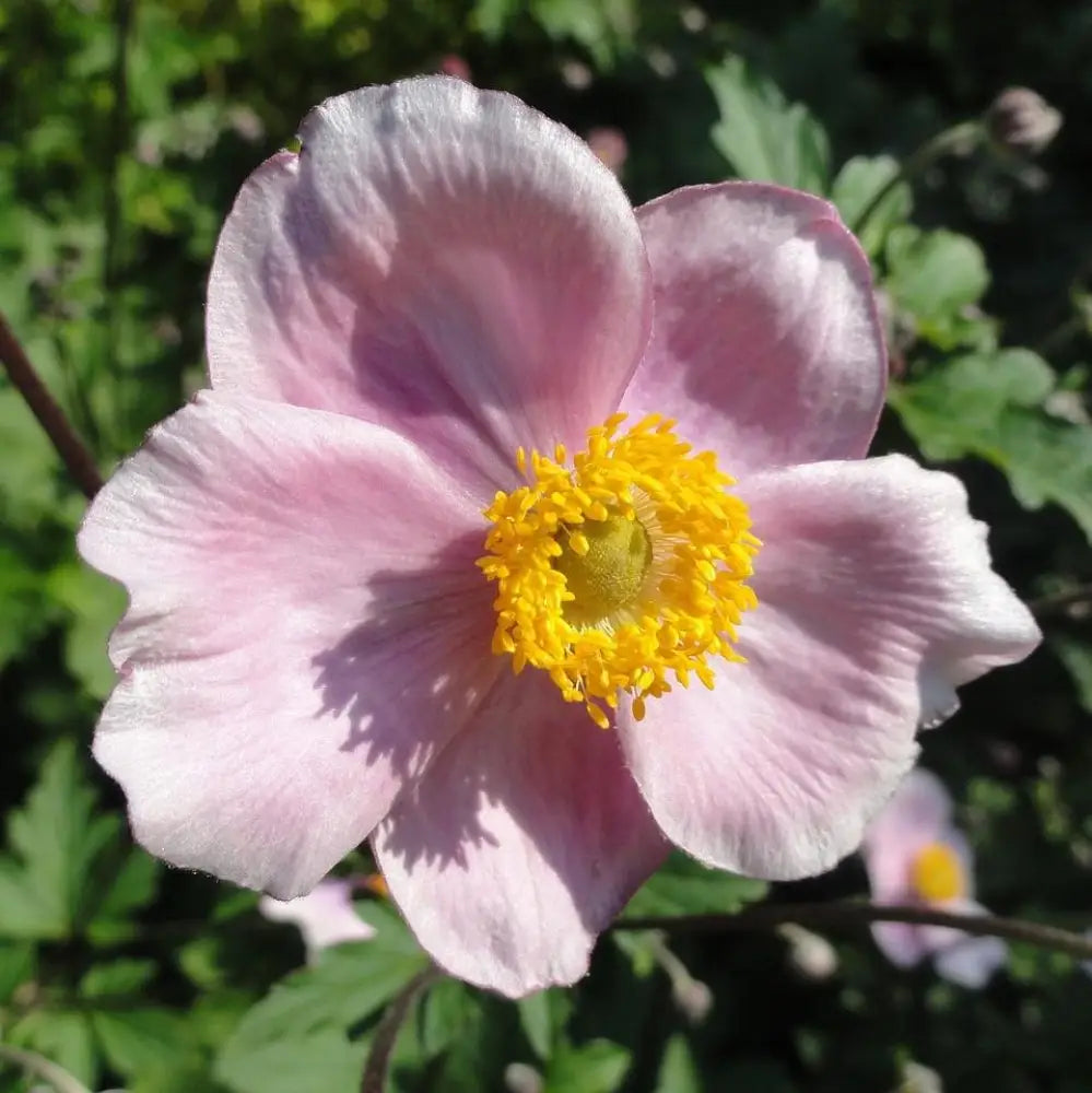 Robustissima Grape Leaf Anemone 1 GALLON Perennial