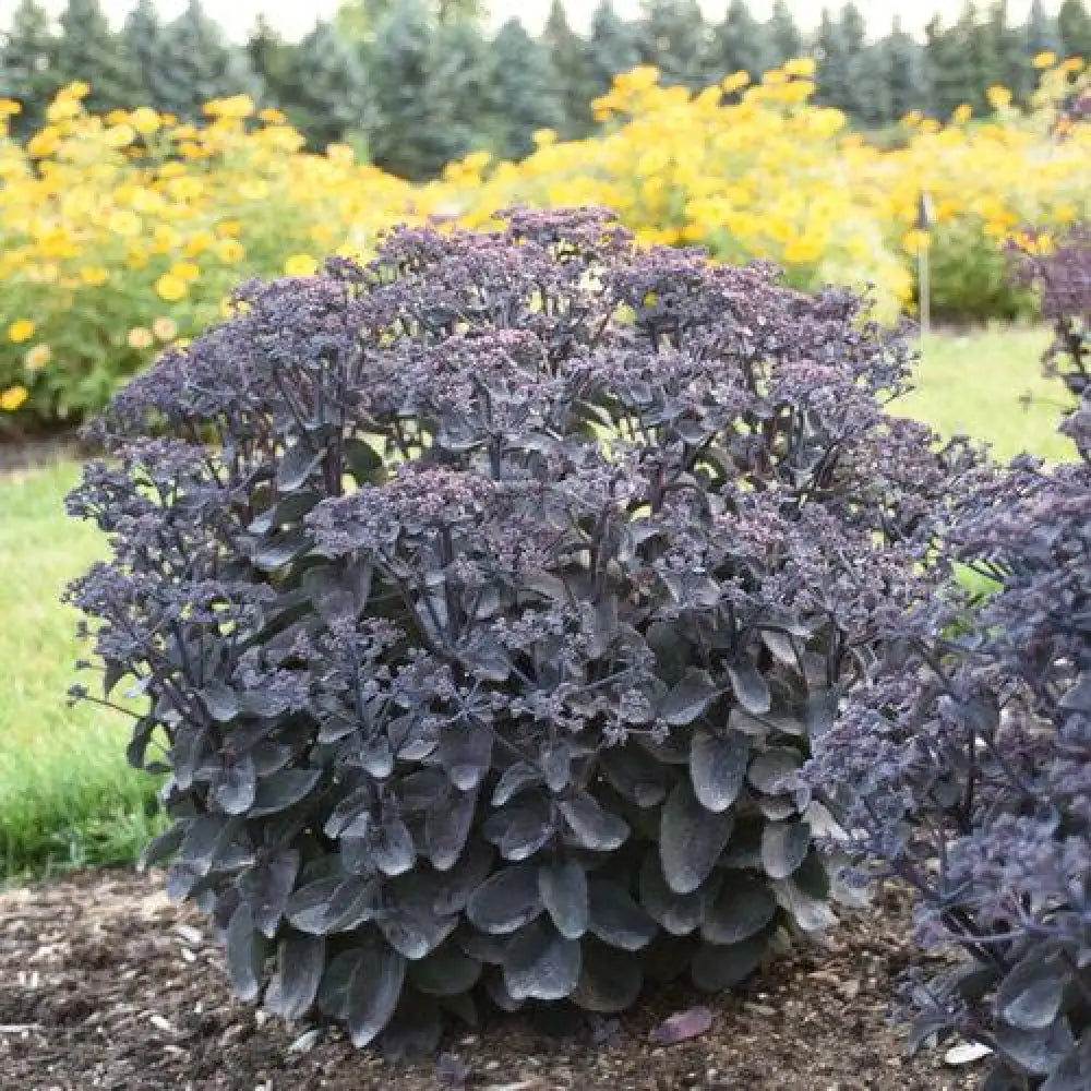 Rock ’N Grow® Back In Black Stonecrop Perennial