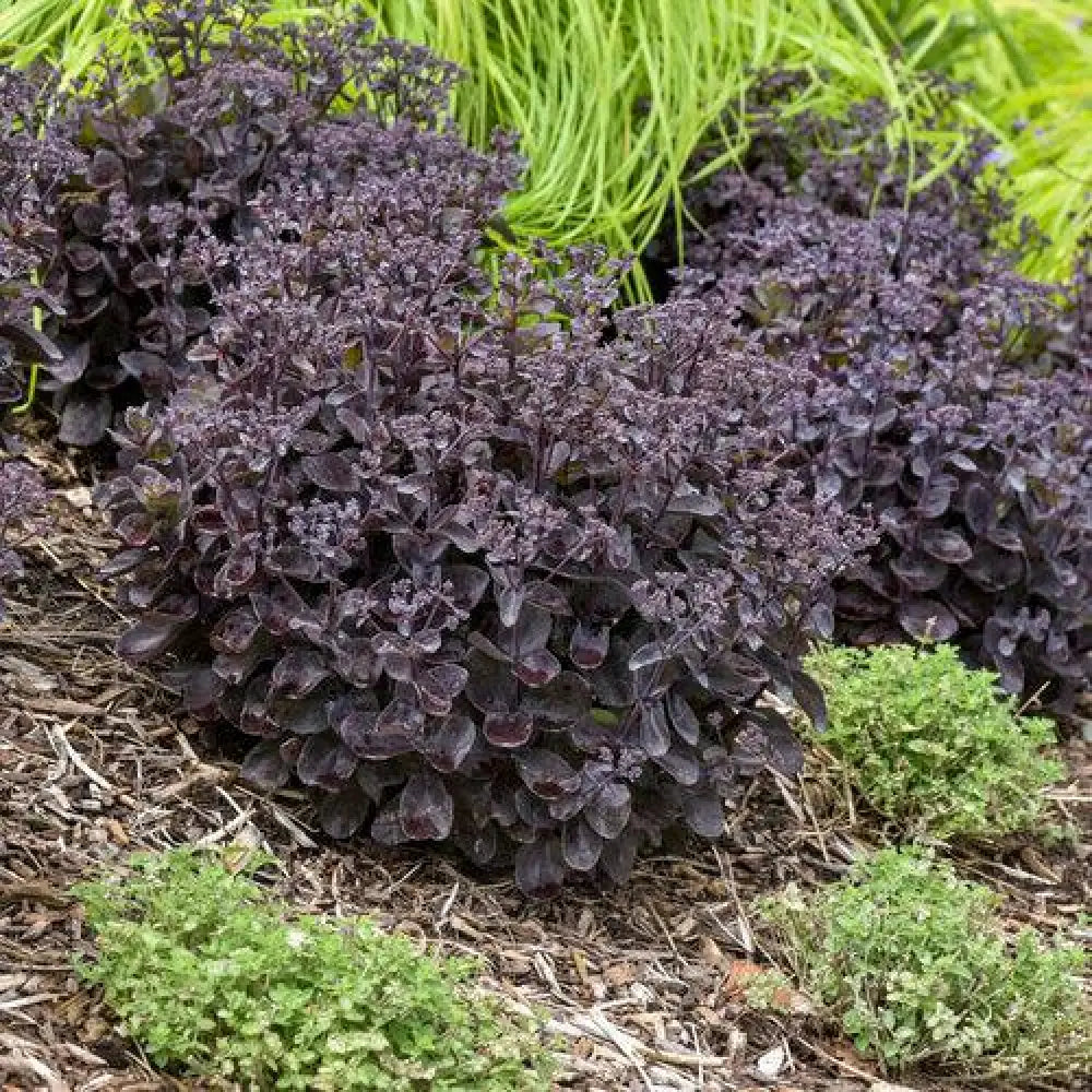 Rock ’N Grow® Back In Black Stonecrop Perennial