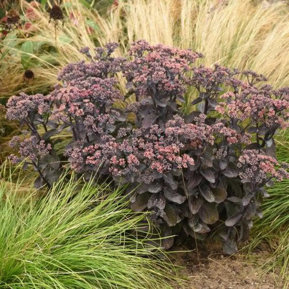 Rock ’N Grow® Back In Black Stonecrop Perennial