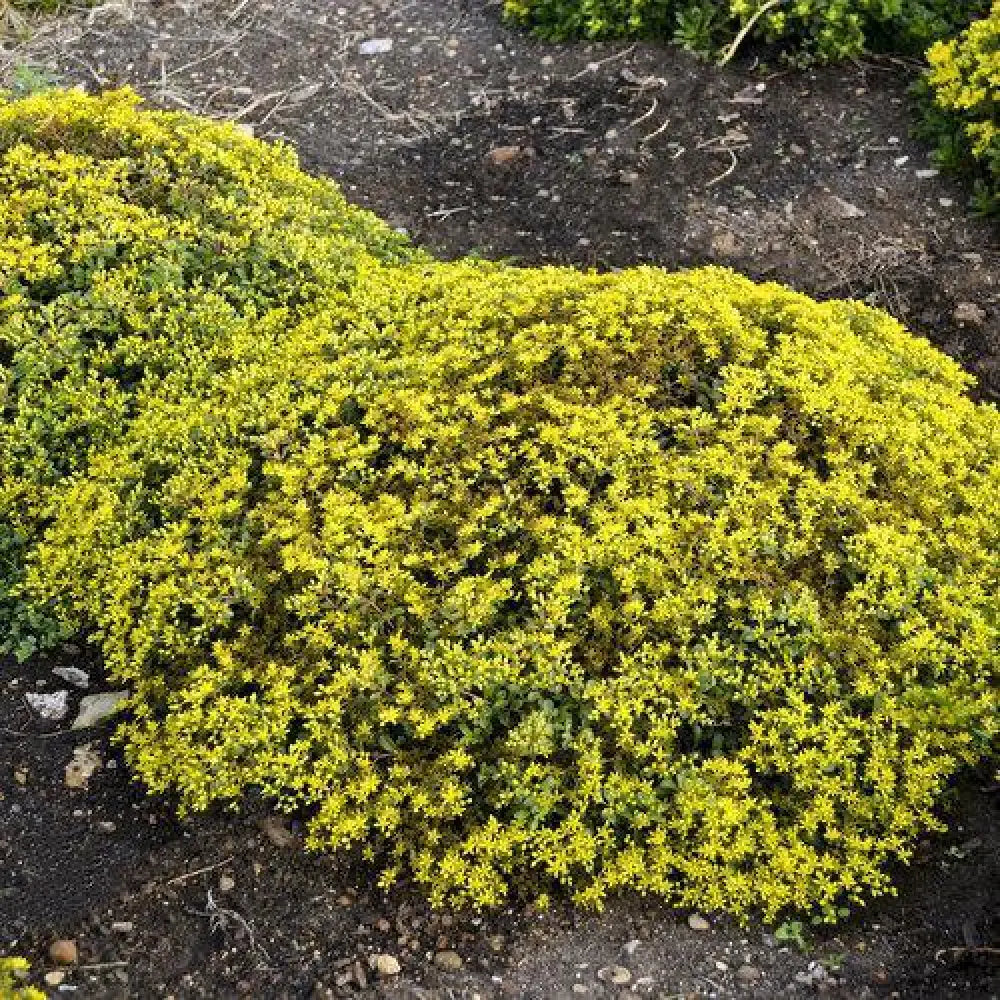 Rock ’N Low™ Yellow Brick Road Stonecrop 3 GALLON Perennial