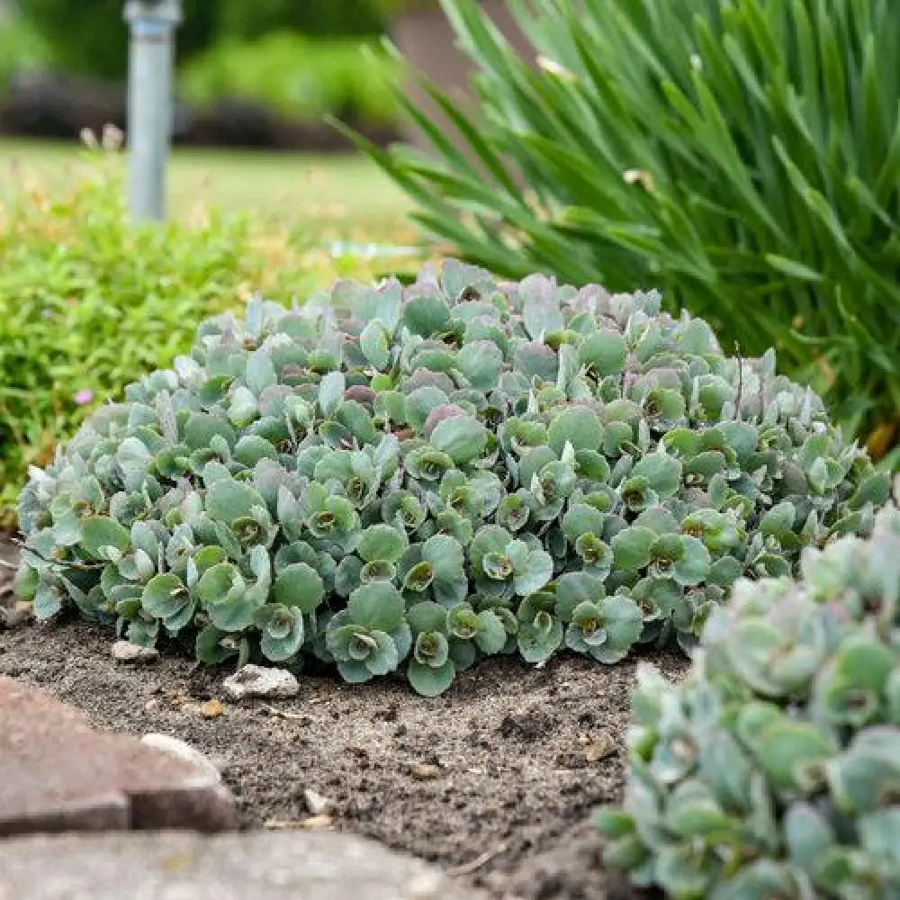 Rock ’N Round™ Popstar Stonecrop Perennial