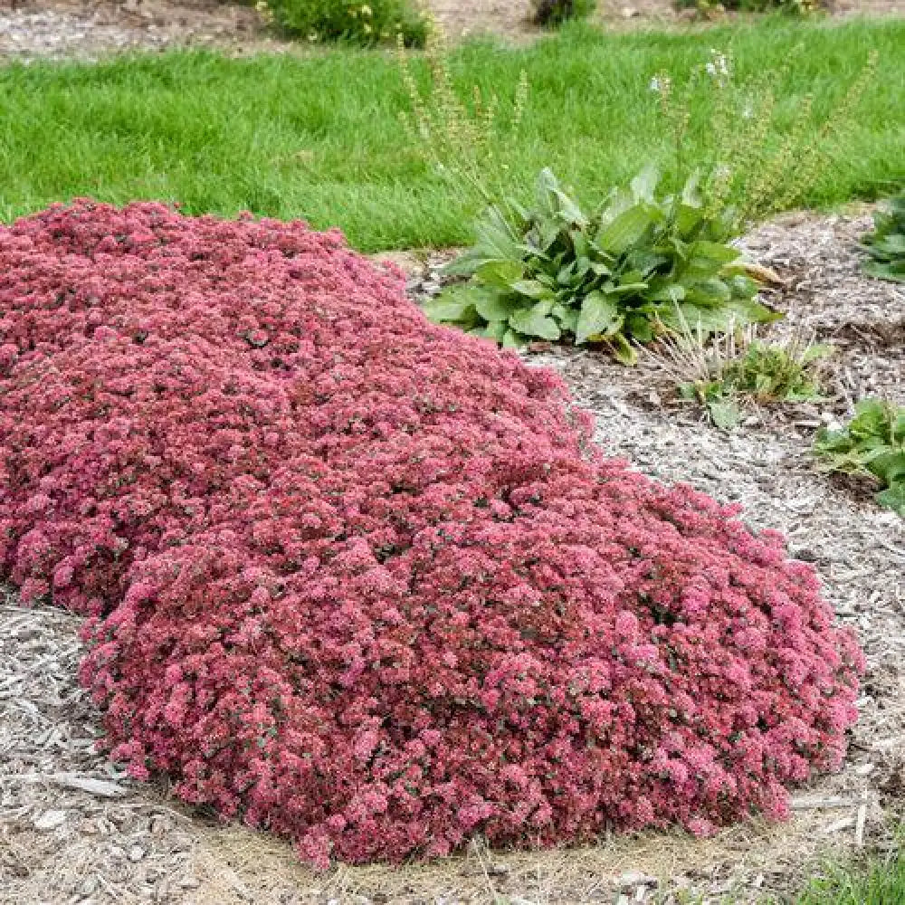 Rock ’N Round™ Popstar Stonecrop Perennial