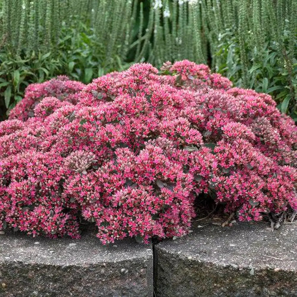 Rock ’N Round™ Popstar Stonecrop Perennial