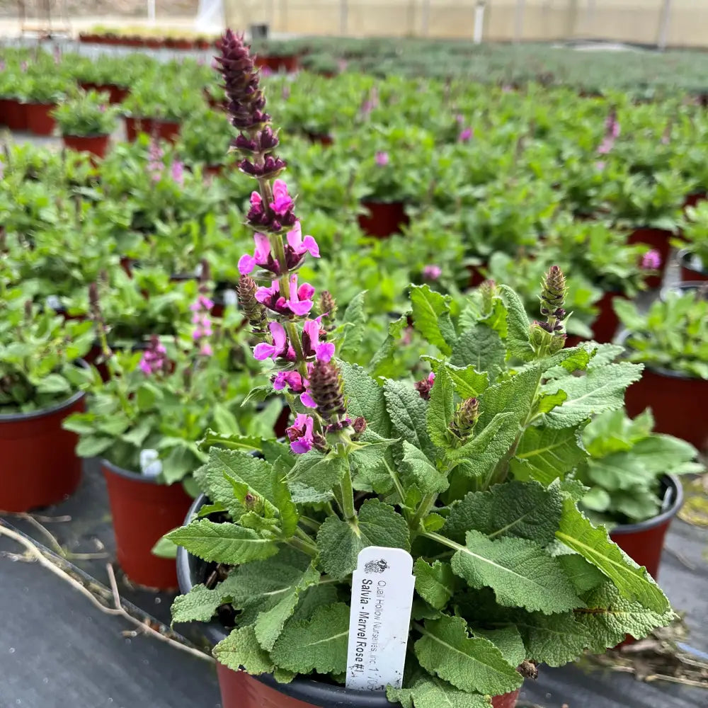 Rose Marvel Meadow Sage 1 GALLON Perennial