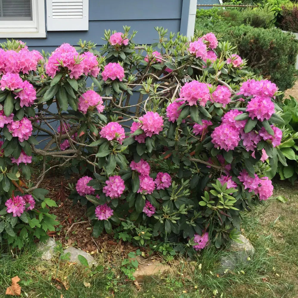 Roseum Elegans Rhododendron Shrub
