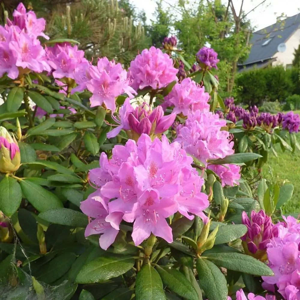 Roseum Elegans Rhododendron Shrub