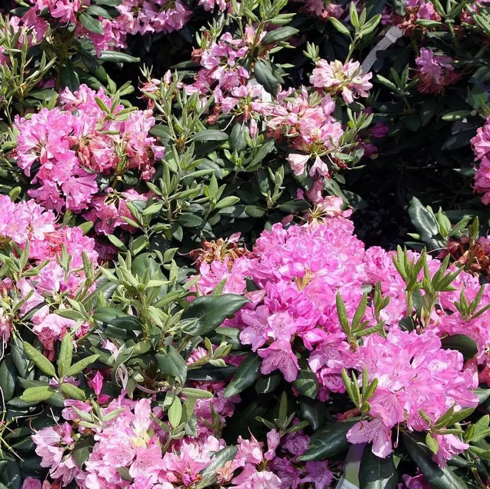 Roseum Elegans Rhododendron Shrub
