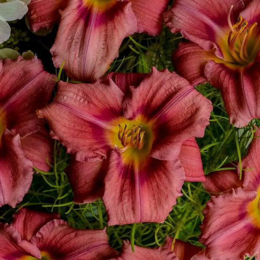 Rosy Returns Daylily 1 GALLON Perennial