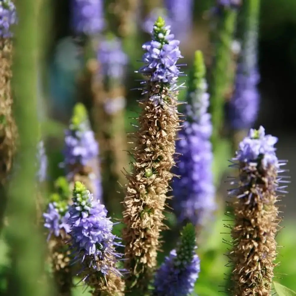 Royal Candles Speedwell Perennial