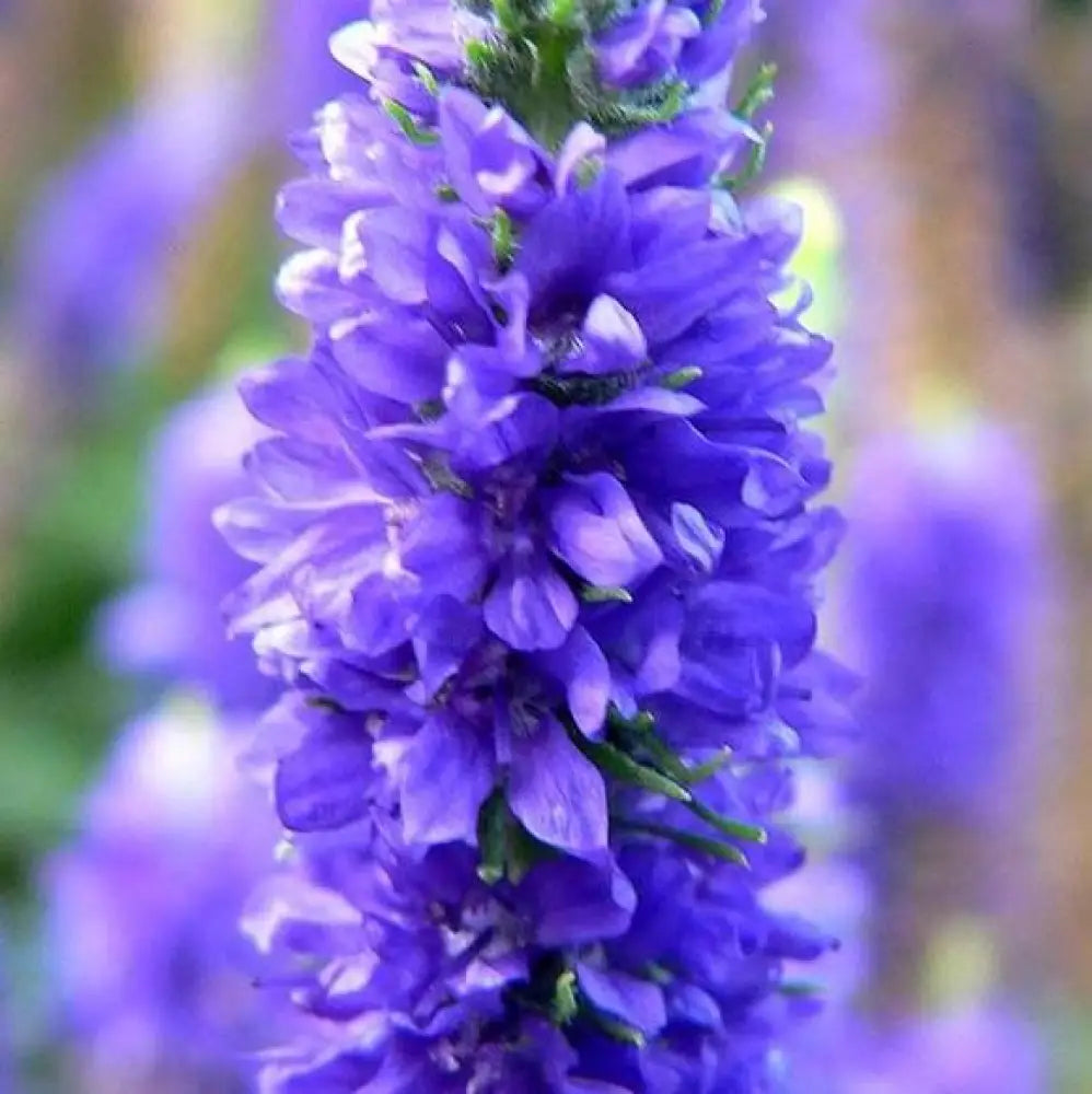Royal Candles Speedwell Perennial