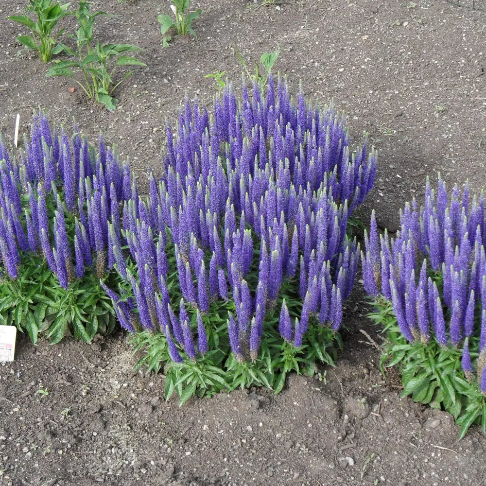 Royal Candles Speedwell Perennial
