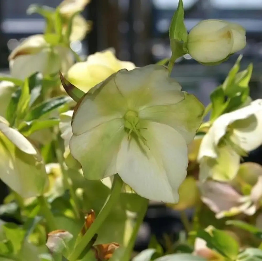 Royal Heritage™ Strain Lenten Rose 1 GALLON Perennial