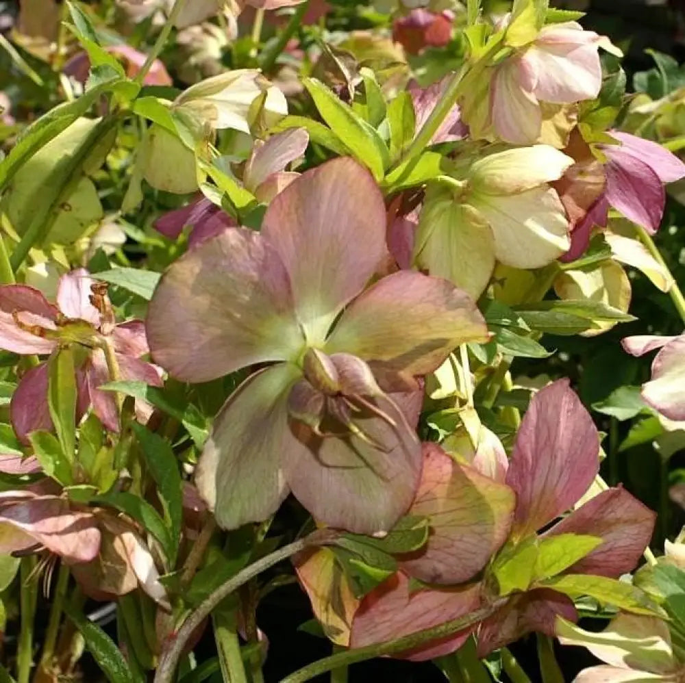 Royal Heritage™ Strain Lenten Rose 1 GALLON Perennial
