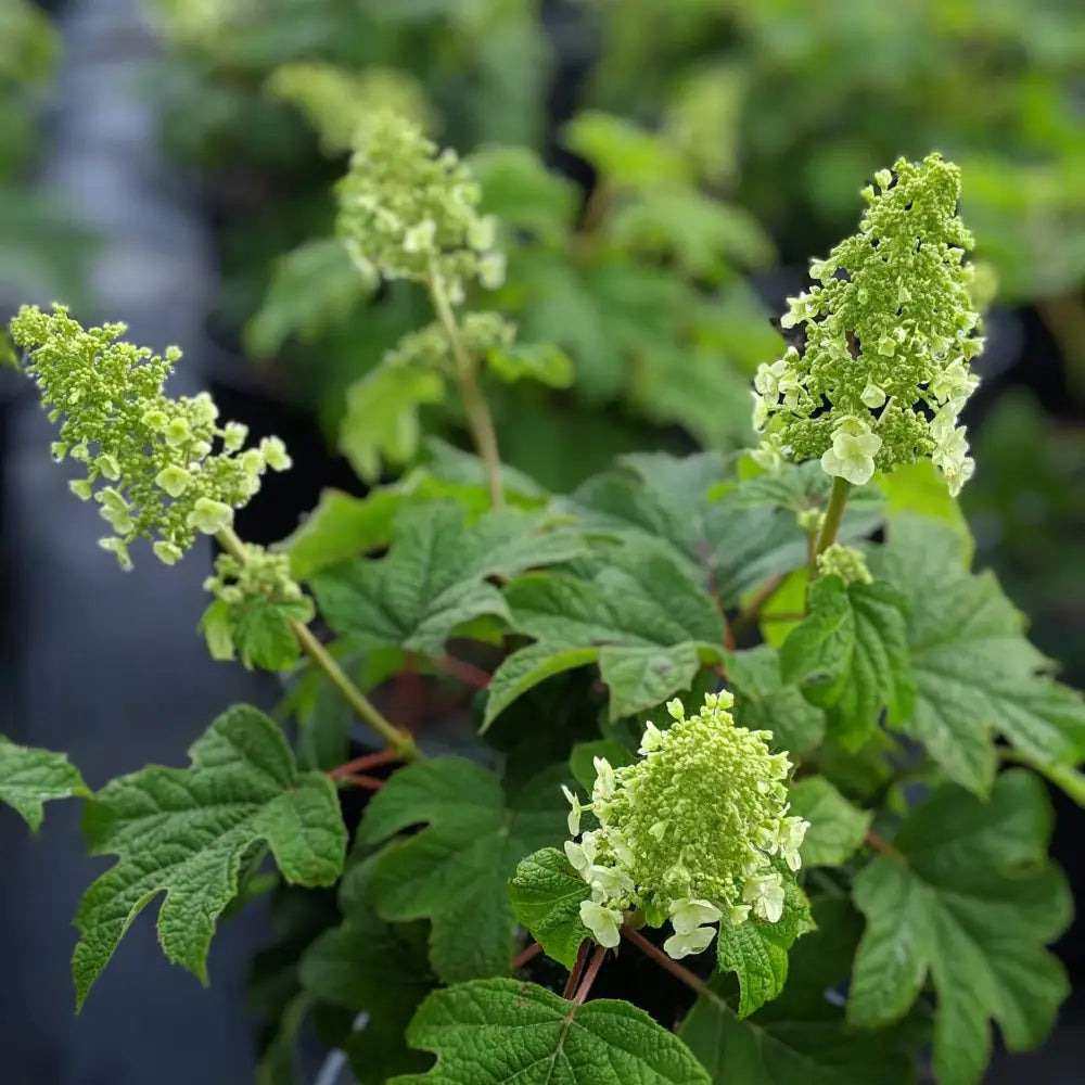 Ruby Slippers Oakleaf Hydrangea 3 GALLON Shrub