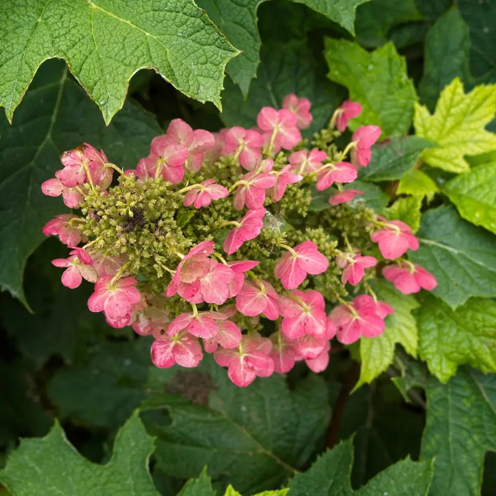 Ruby Slippers Oakleaf Hydrangea 3 GALLON Shrub