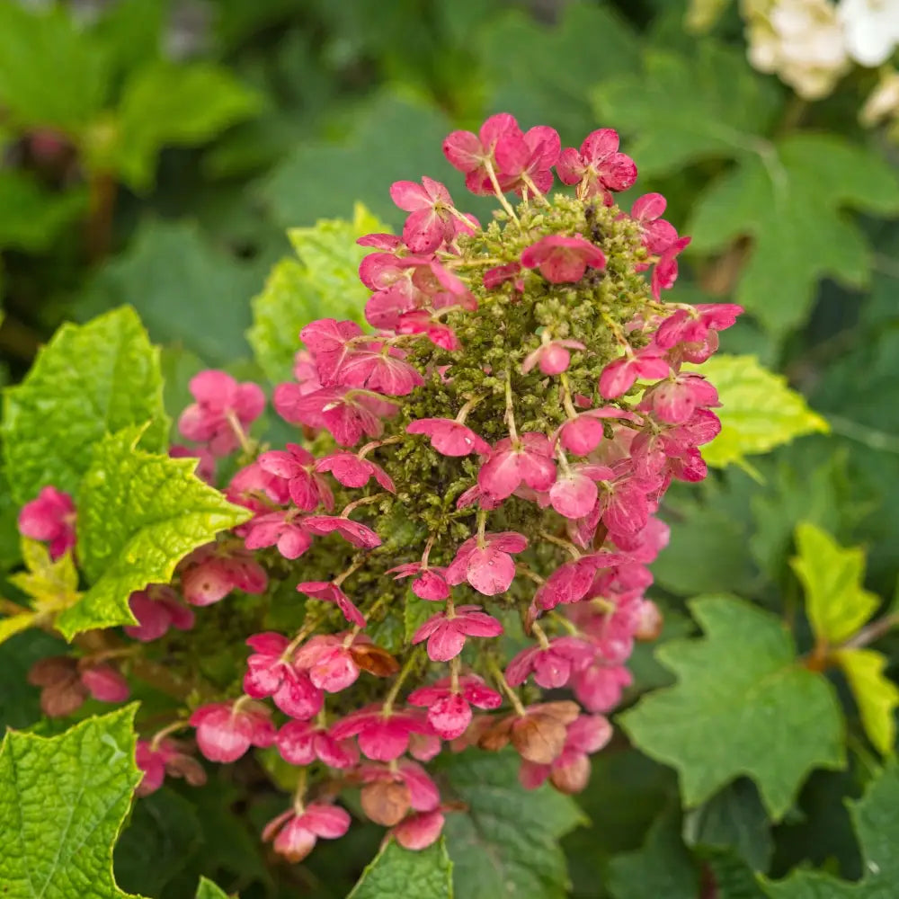Ruby Slippers Oakleaf Hydrangea 3 GALLON Shrub