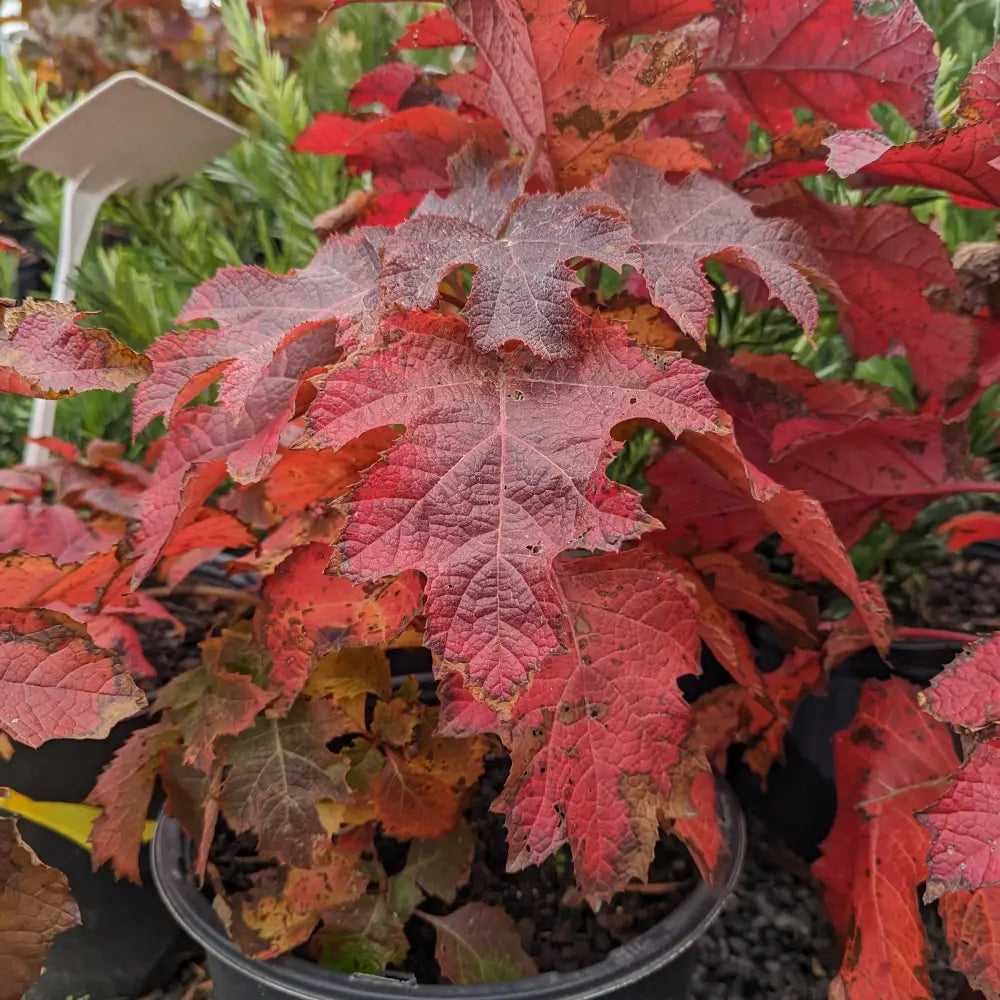 Ruby Slippers Oakleaf Hydrangea 3 GALLON Shrub
