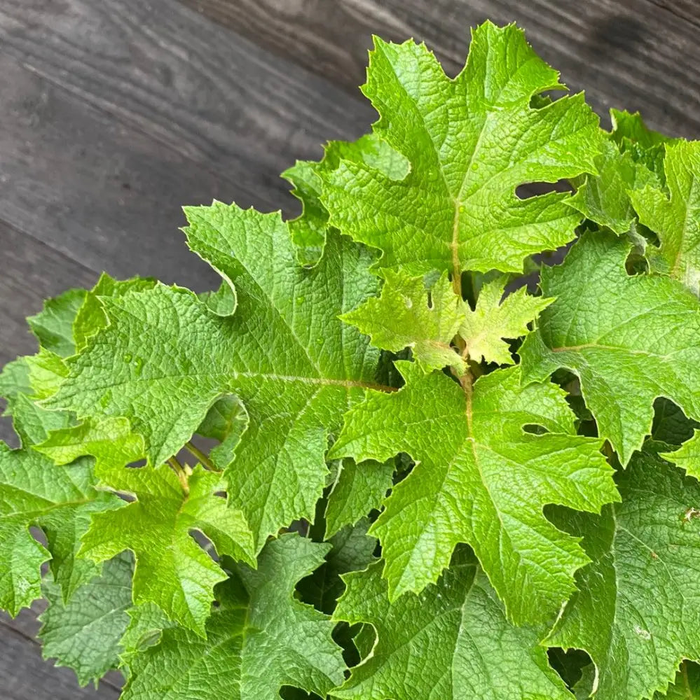 Ruby Slippers Oakleaf Hydrangea 3 GALLON Shrub