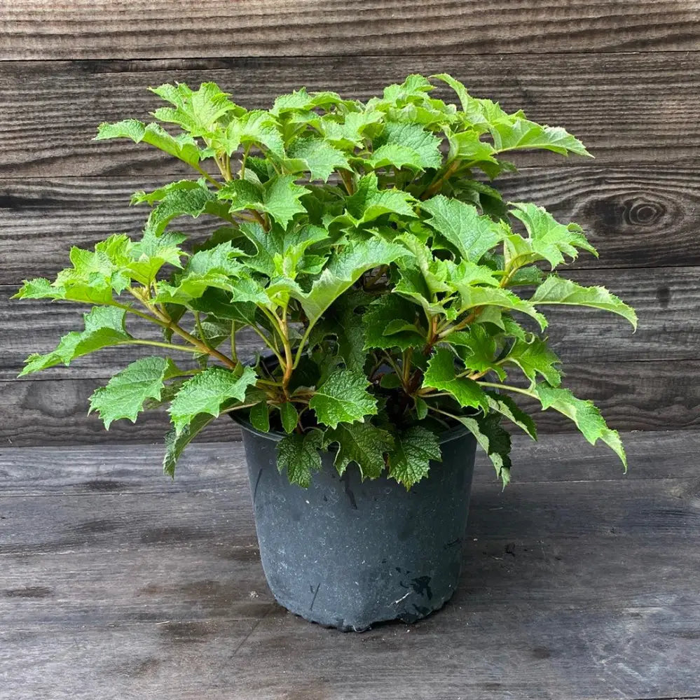 Ruby Slippers Oakleaf Hydrangea 3 GALLON Shrub