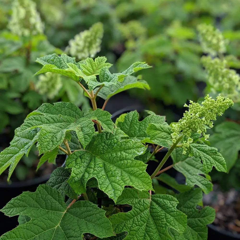 Ruby Slippers Oakleaf Hydrangea 3 GALLON Shrub