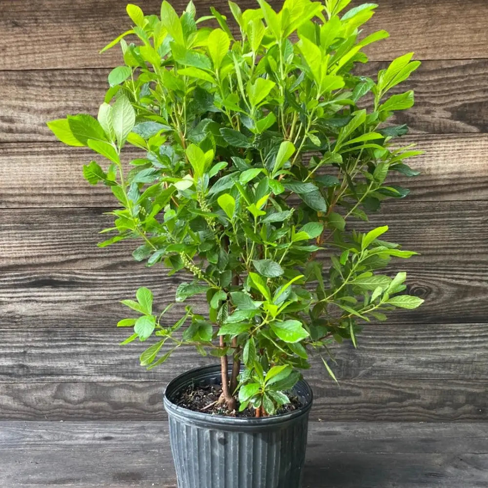 Ruby Spice Summersweet 3 GALLON Shrub