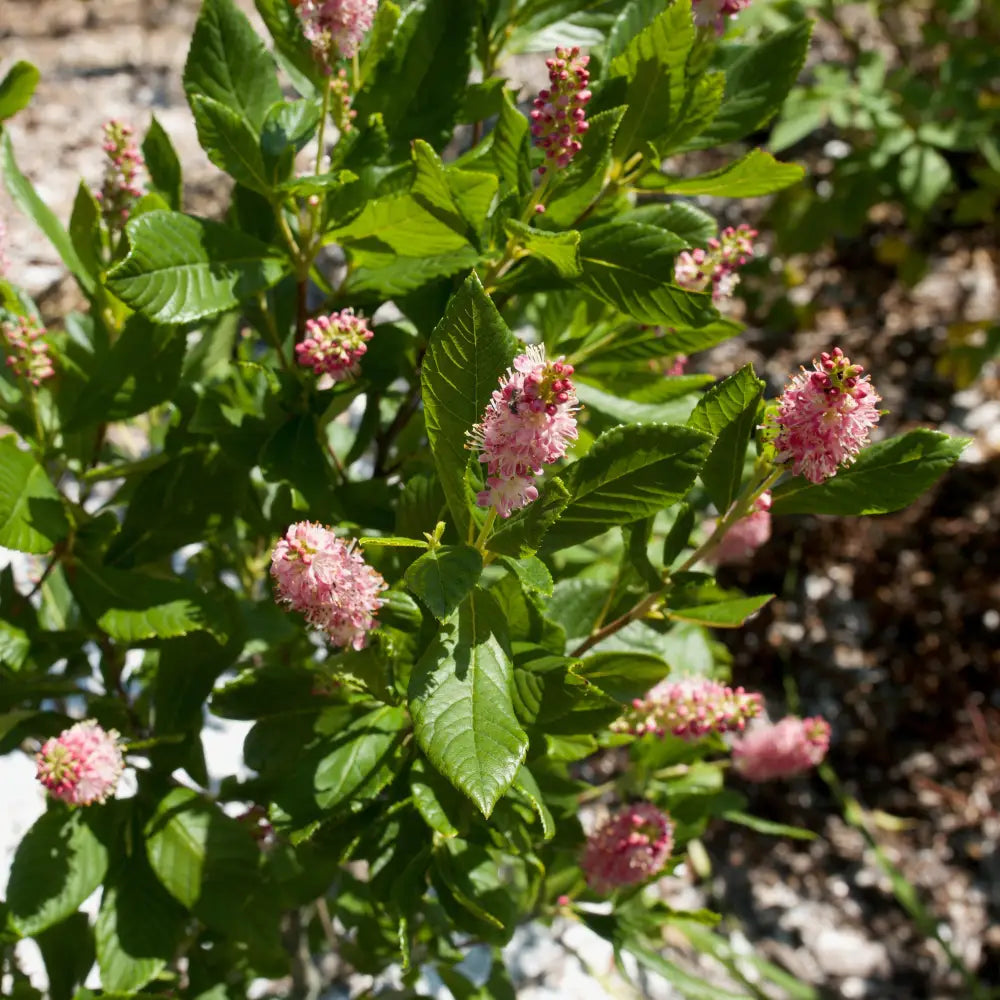 Ruby Spice Summersweet 3 GALLON Shrub