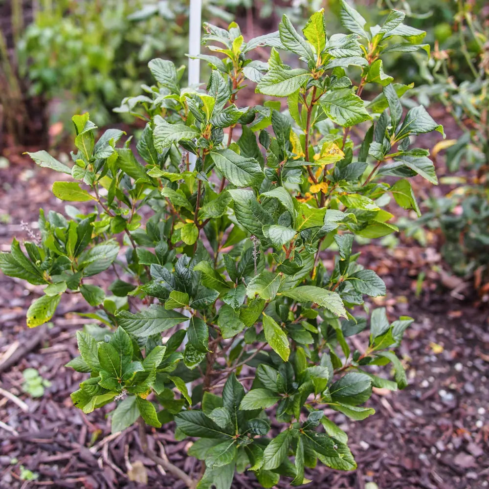 Ruby Spice Summersweet 3 GALLON Shrub
